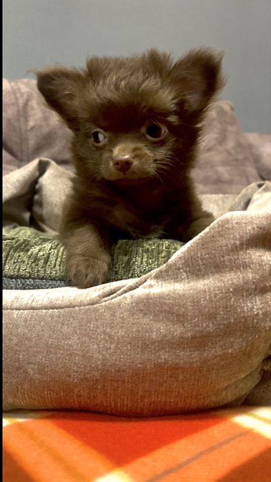 Дівчинка чихуахуа д/ш