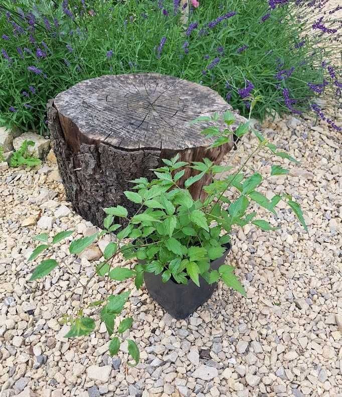 Powojnik bylinowy clematis 1.5L