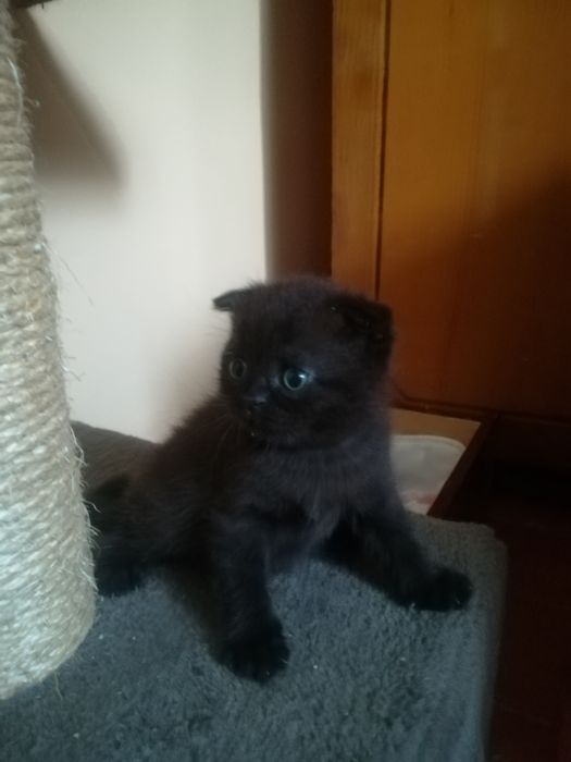 Шотландське кошеня.