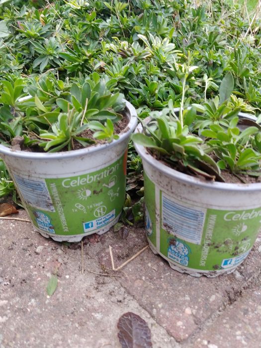 Gęsiówka macedońska na skalniak