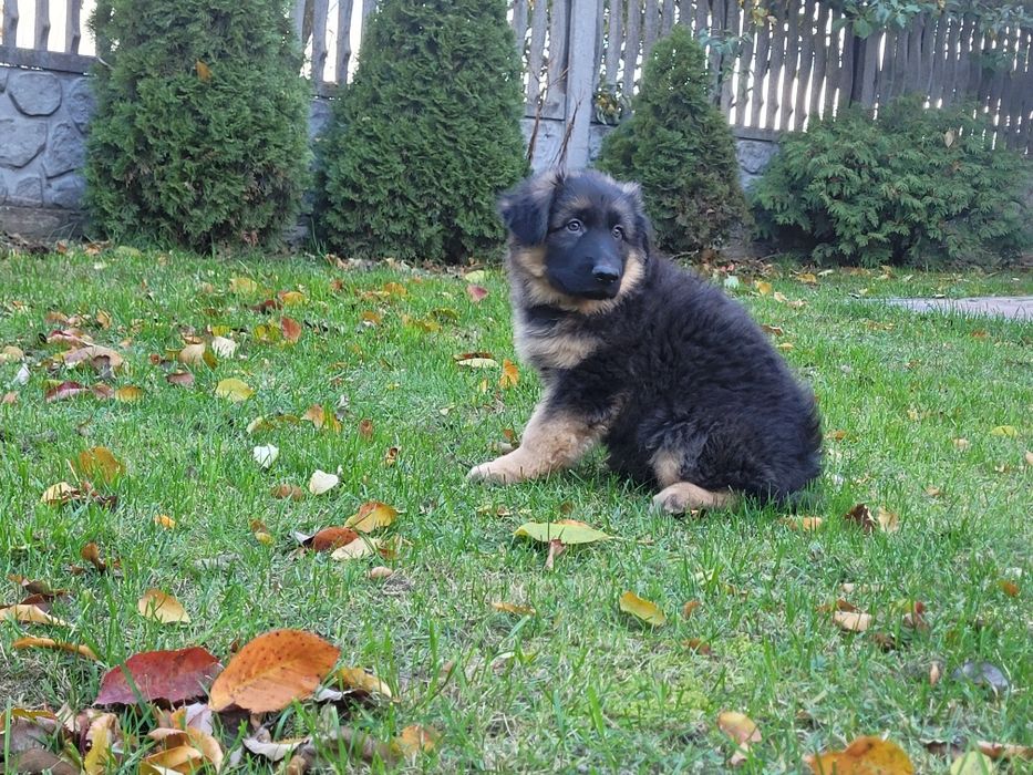 Owczarek niemiecki długowłosy