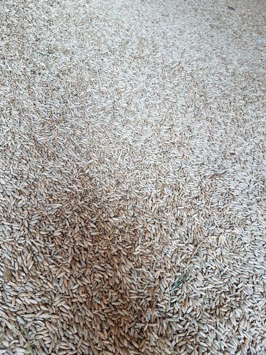 Żyto hybrydowe TUR, młynkowane. Zaprawa na mokro plus nawóz.