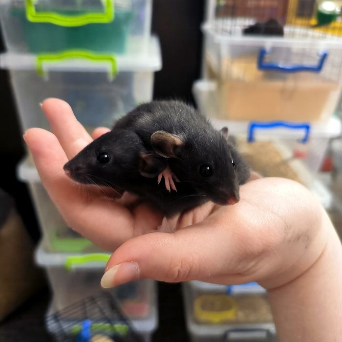 Щури, пацючки дівчата чорні дамбо