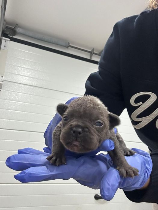 Bulldog Francês Exótico