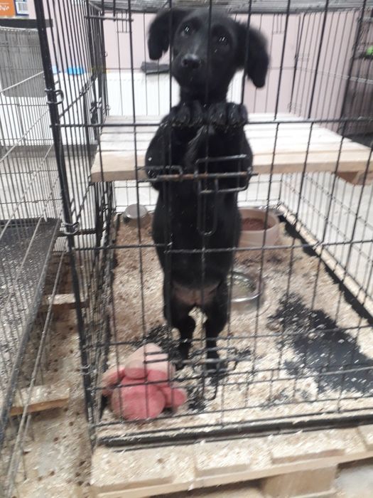 Віддаю в добрі руки