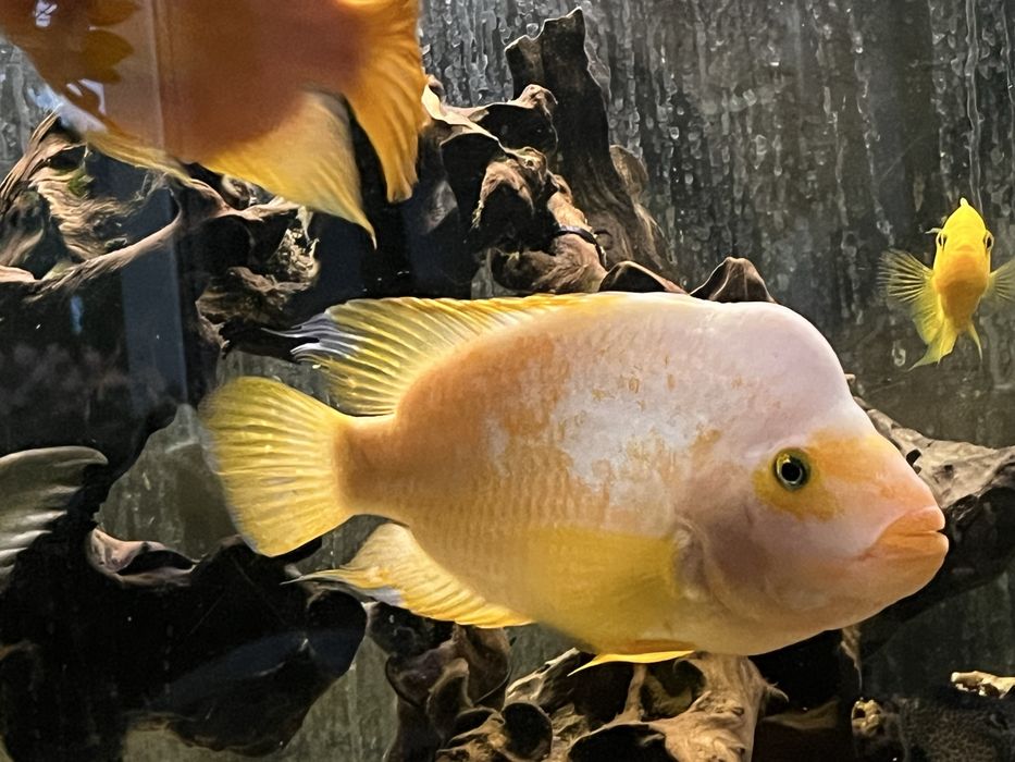 Pielęgnica cytrynowa samica