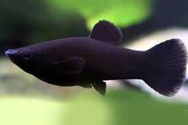 Mollys Negra - Criação prórpia