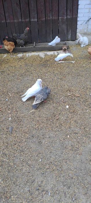 Do sprzedania Gołąb garłacz