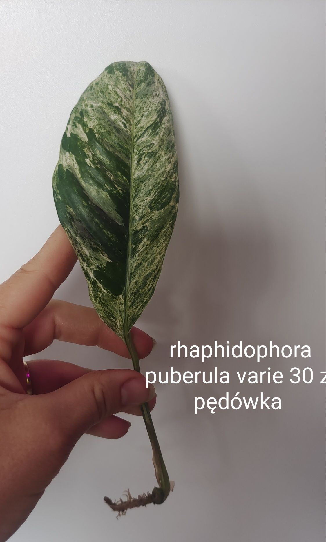 Roślinki z nadwyżki