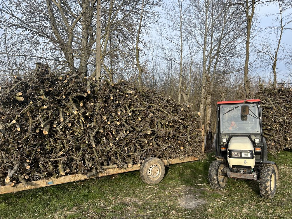 Drewno opałowe jabłoń transport