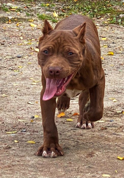 Kopiowany Samiec pitbull rednose Pit Bull red nose