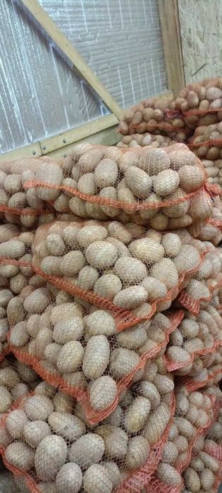 Ziemniaki Jadalne Soraya, Jurek, Natalia oraz Królowa Anna