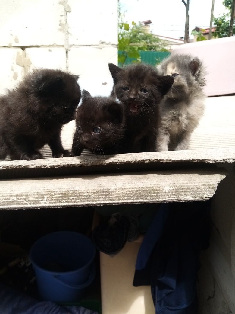 Котенята Безкоштовно
