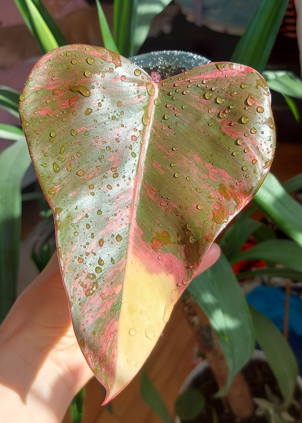 Филодендрон Red emerald variegated