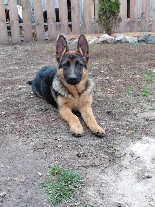 Подрощенные щенки немецкой овчарки