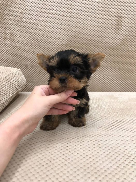 Йорк мини девочка и мальчик