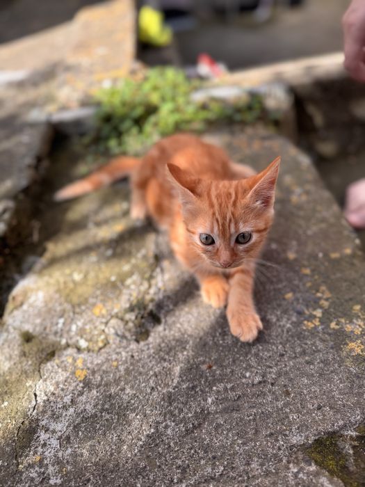 Gato com 3 meses
