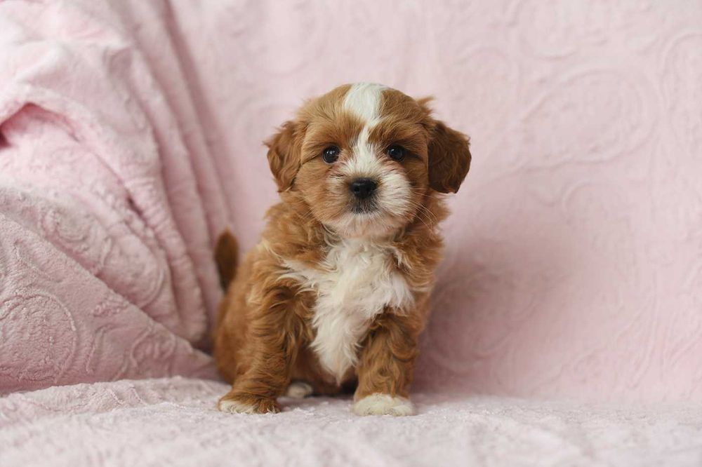 Maltipoo-uroczy chlopiec