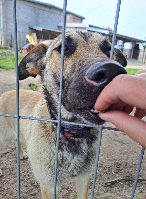 Mela i Lucky - wyrzucone do lasu, czekają w przytulisku na dobre domy