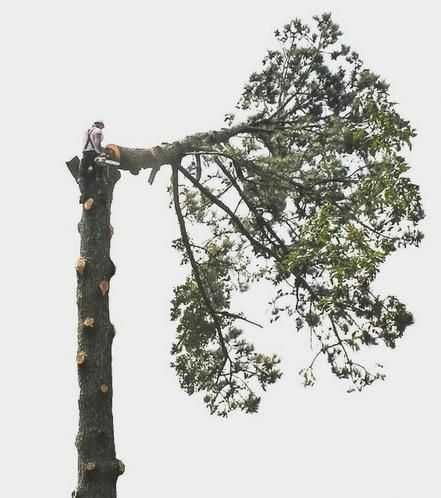 Спилювання, покіс, видалення кущів - швидко та доступно. Розчищення.