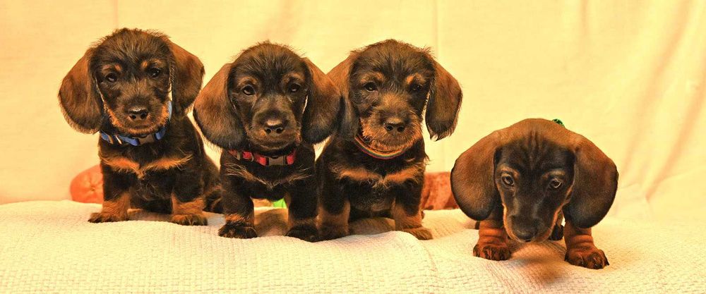 Jamnik szorstkowłosy miniaturowy odmieni Twoje życie