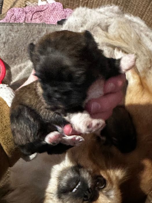 Пекінес цуцики / цуценята породи Пекінес