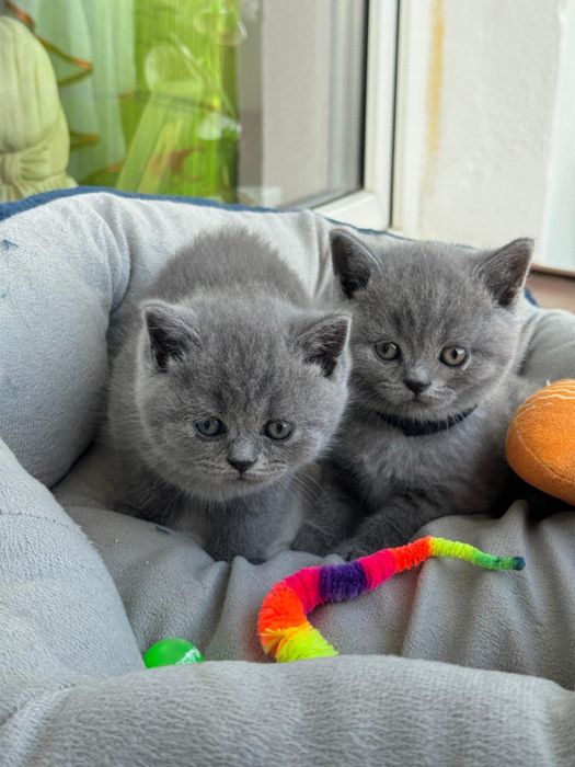 Kot brytyjski Brytyjskie kocurek brytyjczyk z Rodowdem i Chipem