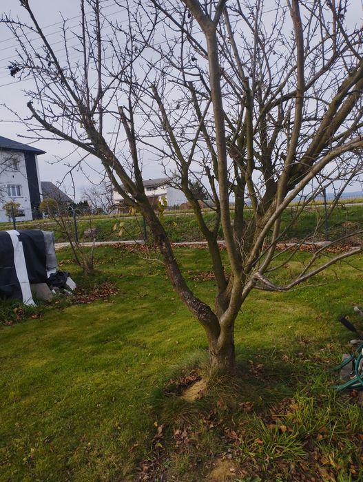 Drewno  na opał za darmo