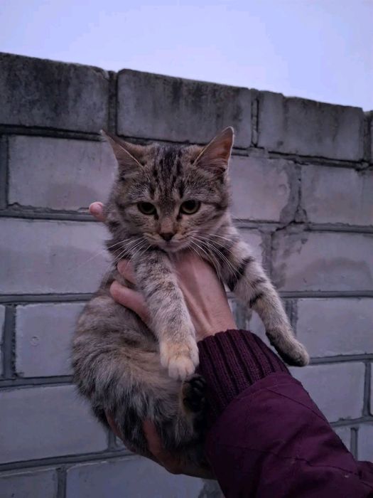 Кошенята в добрі руки