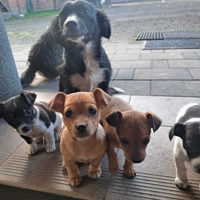 Szczeniaki szukają domku