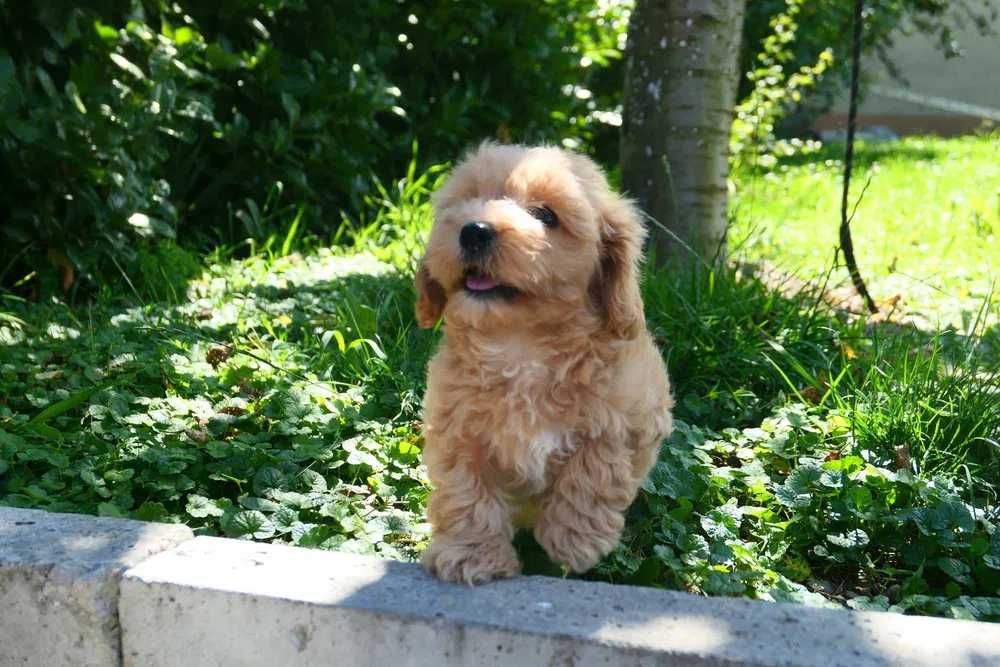 Maltipoo disponível