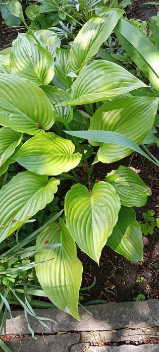 Продам саженцы растений