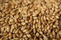 Продам сено люцерна в тюках укос 2023 года!!! Пшеница, Кукуруза!