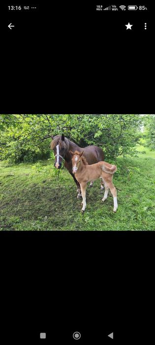 Продам робочу Кобилу