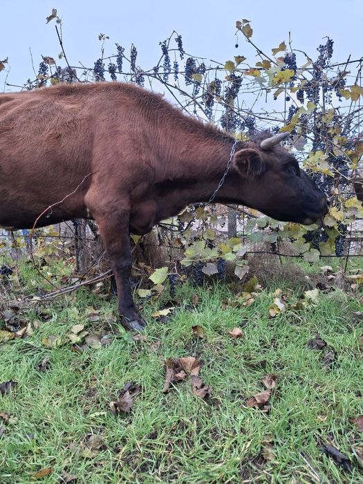 Продаётся корова