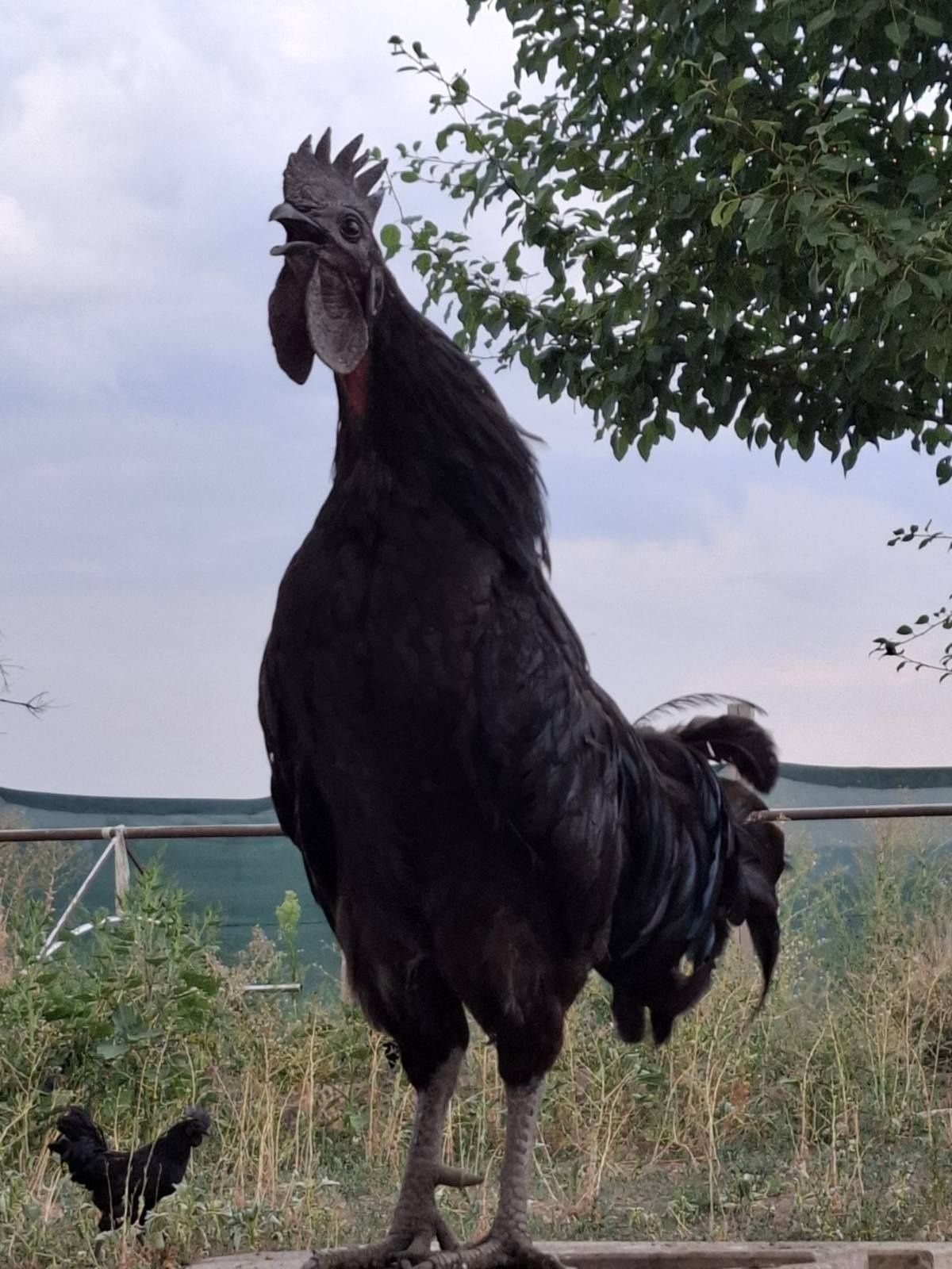 Продам чёрный курей