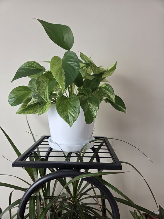 Osłonka ceramiczna 13 cm biała Cermax (wypr. w Niemczech) z podstawką