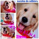 Śliczna dziewczynka Golden Retriever do odbioru RODZICE W HODOWLI