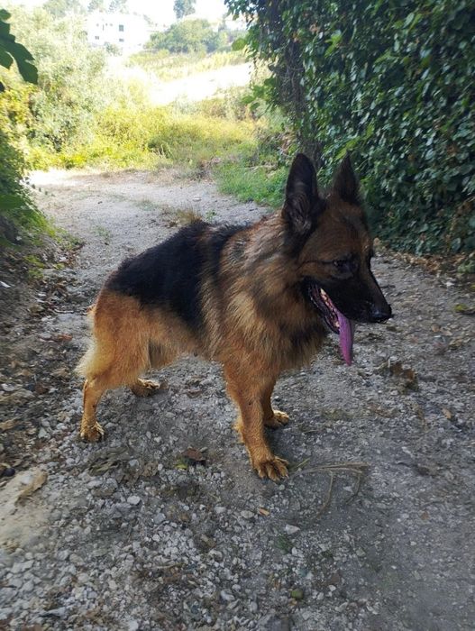 Pastor alemão fêmea com 5 anos