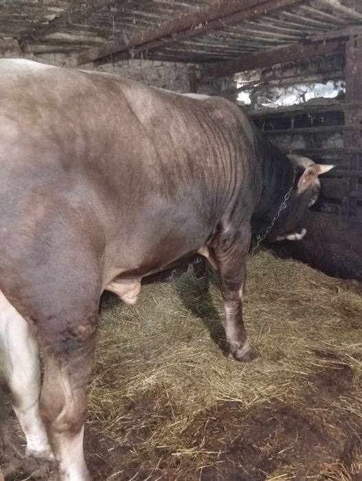 Продам бичка швідськогої породи