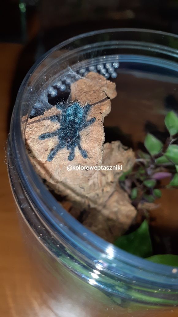 Zestaw Caribena Versicolor l2