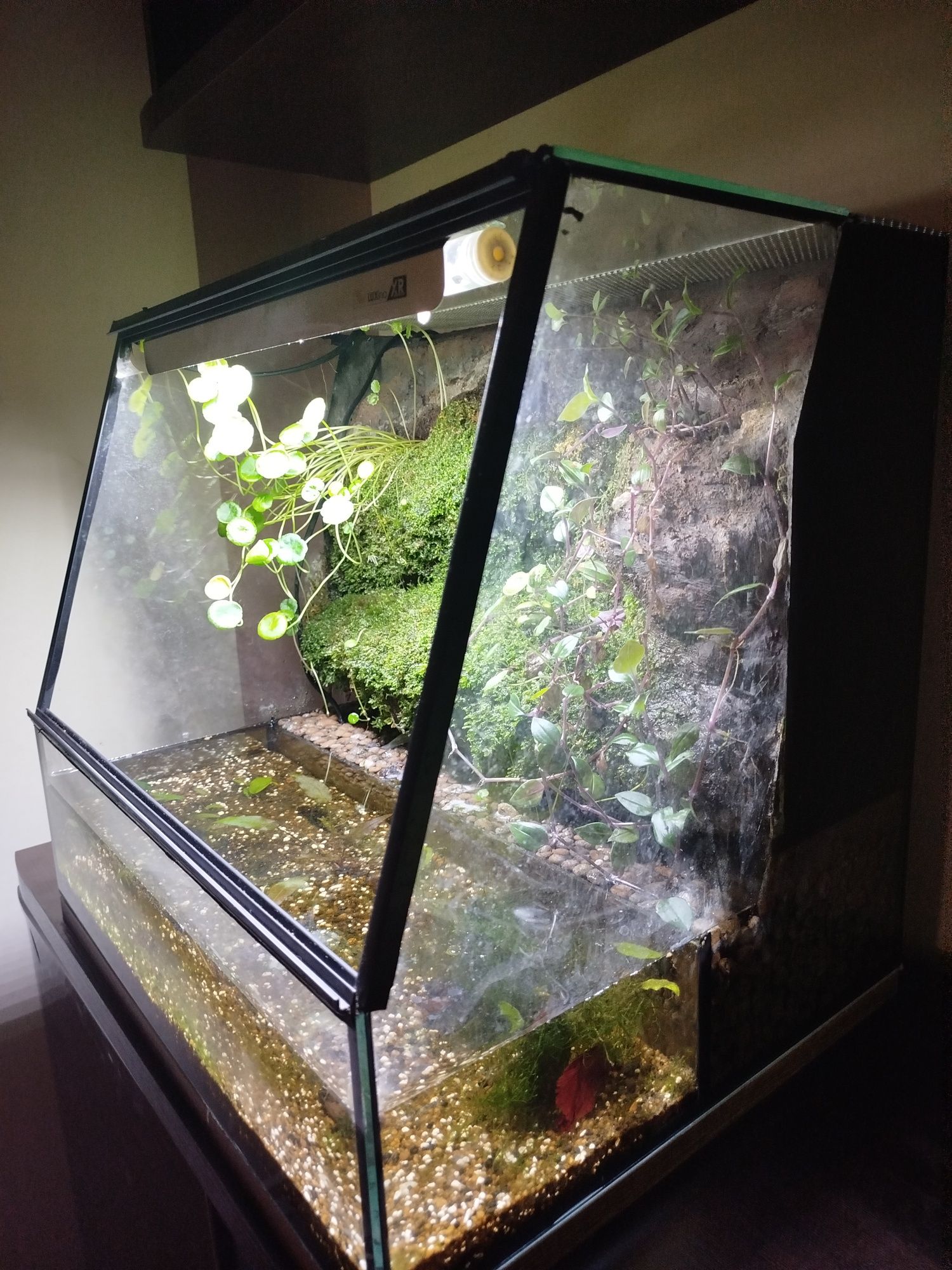 Paludarium 50x40x45 cm dla kraba, traszki, bojownika