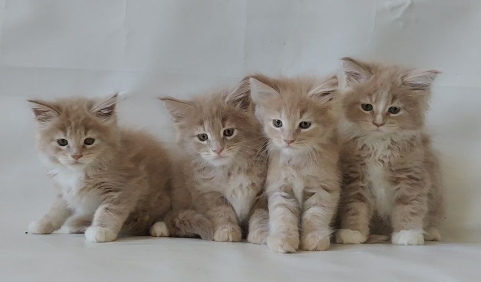 Мальчики и девочки.