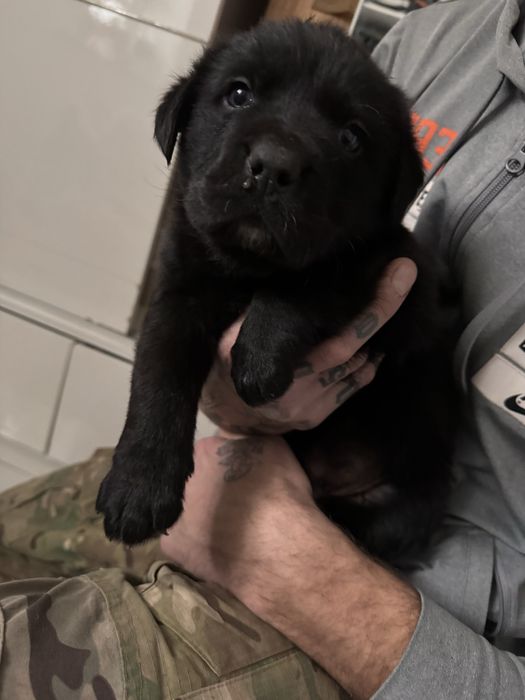 Do oddania szczeniaki labradora