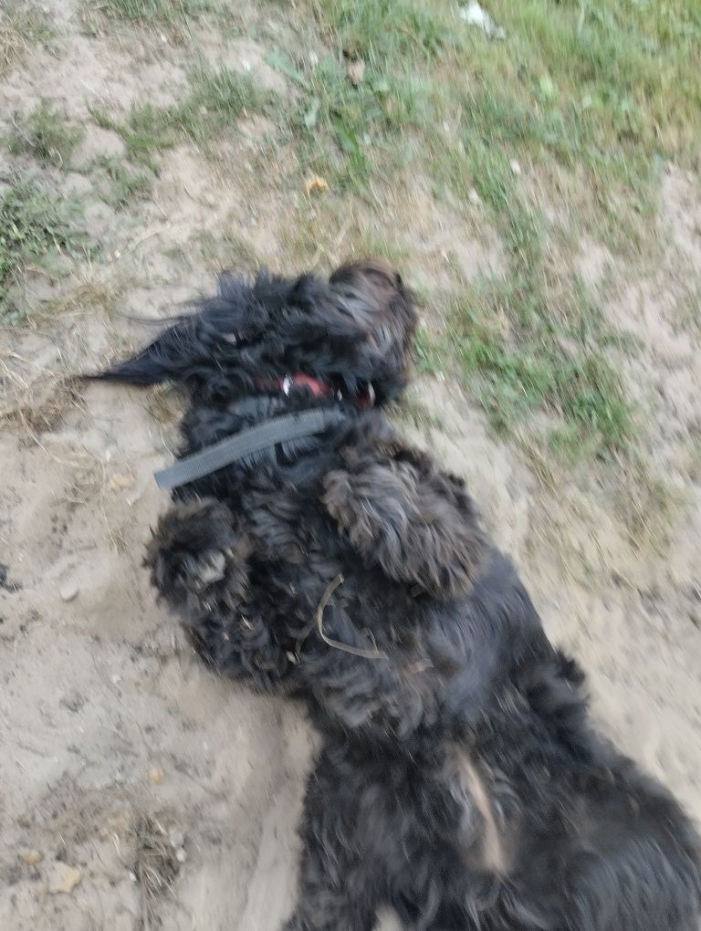 Zarezerwowana do 31.08.25  za darmo suczka