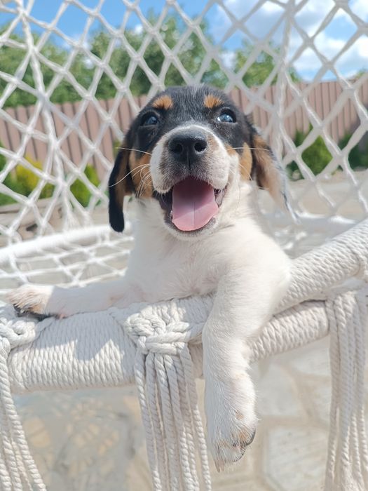В редком окрасе девочка