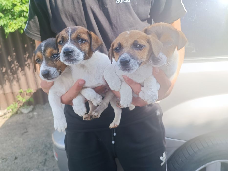 Джек-рассел-терьер мальчишки одесские