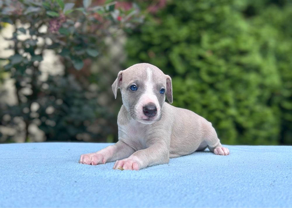 Whippet chart angielski