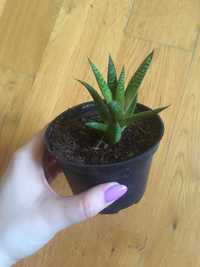 aloes aristata wysyłka