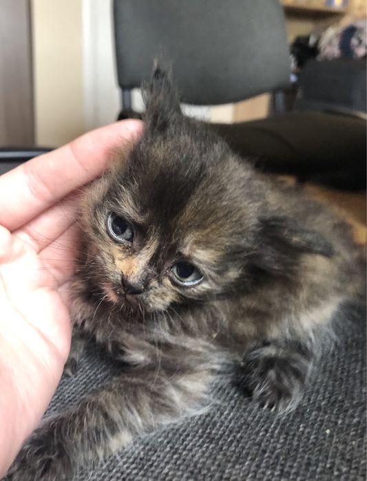 Кошенята шукають сімʼю